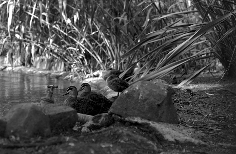 grayscale photo of two duck on rock