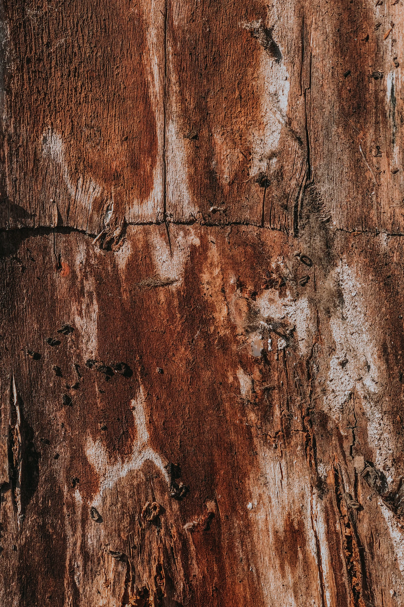 Wooden board that termites can infest