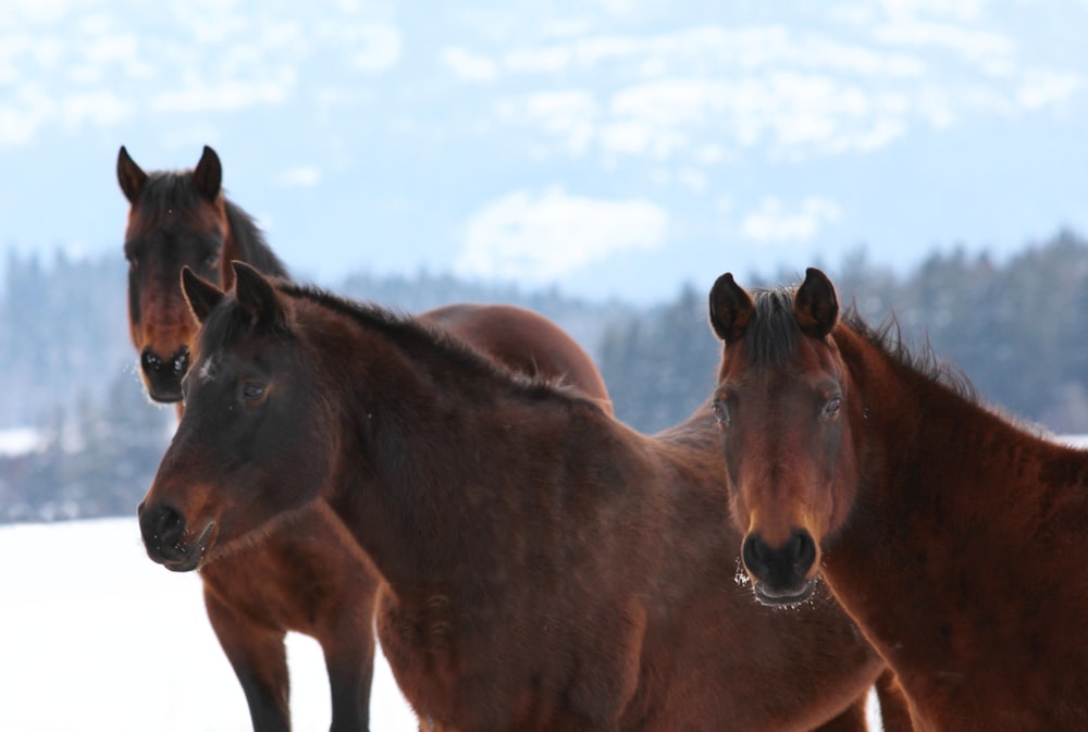 brown horse standing on green grass field during daytime