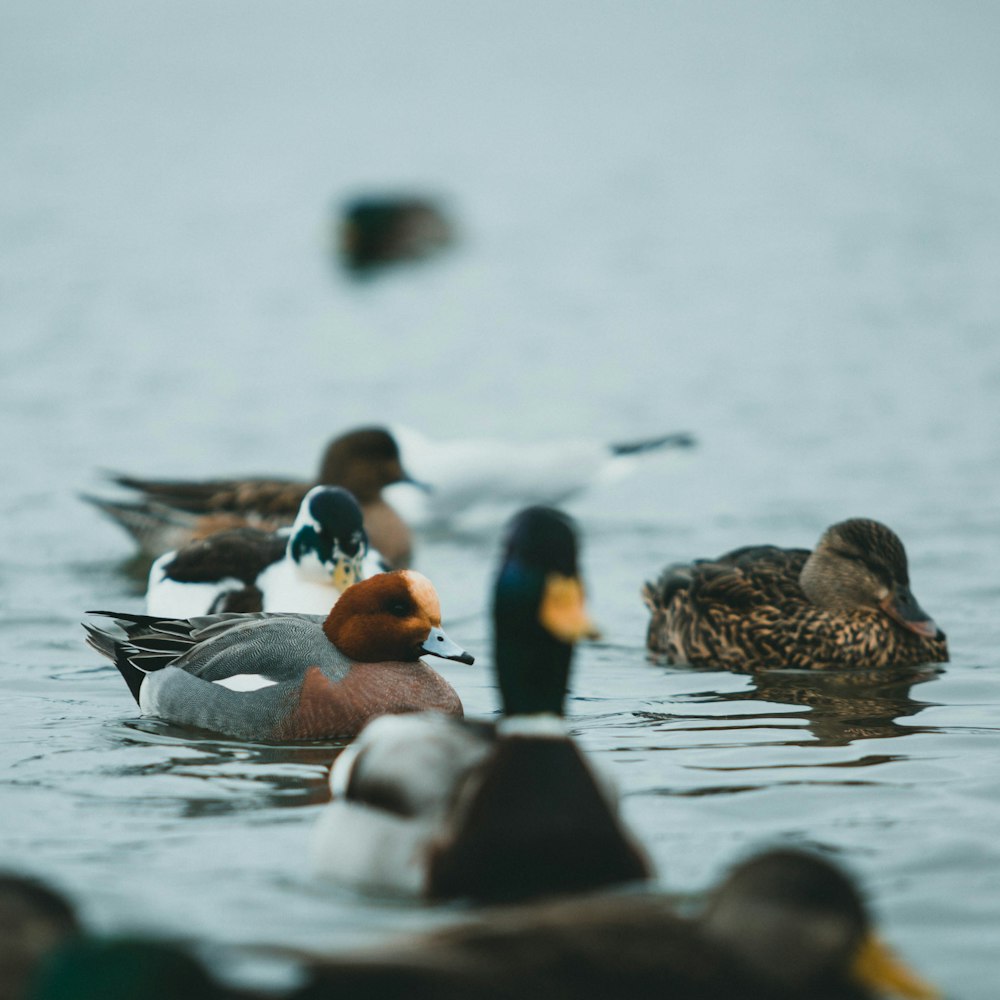 flock of duck on water