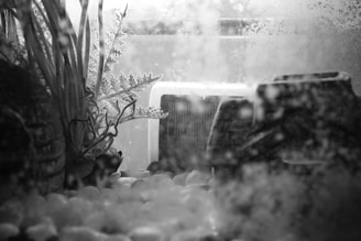 Inside an aquarium, various elements such as artificial plants, pebbles, and decorative structures are visible. The view is through a glass panel, which shows signs of water and algae build-up.