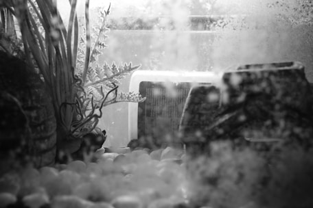 Inside an aquarium, various elements such as artificial plants, pebbles, and decorative structures are visible. The view is through a glass panel, which shows signs of water and algae build-up.