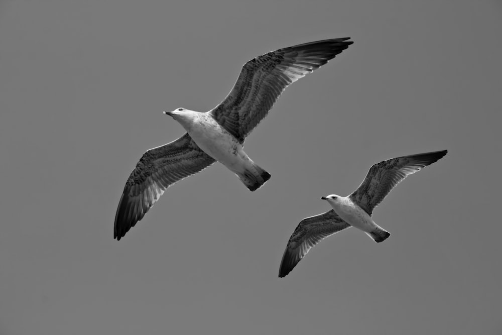 white and black bird flying