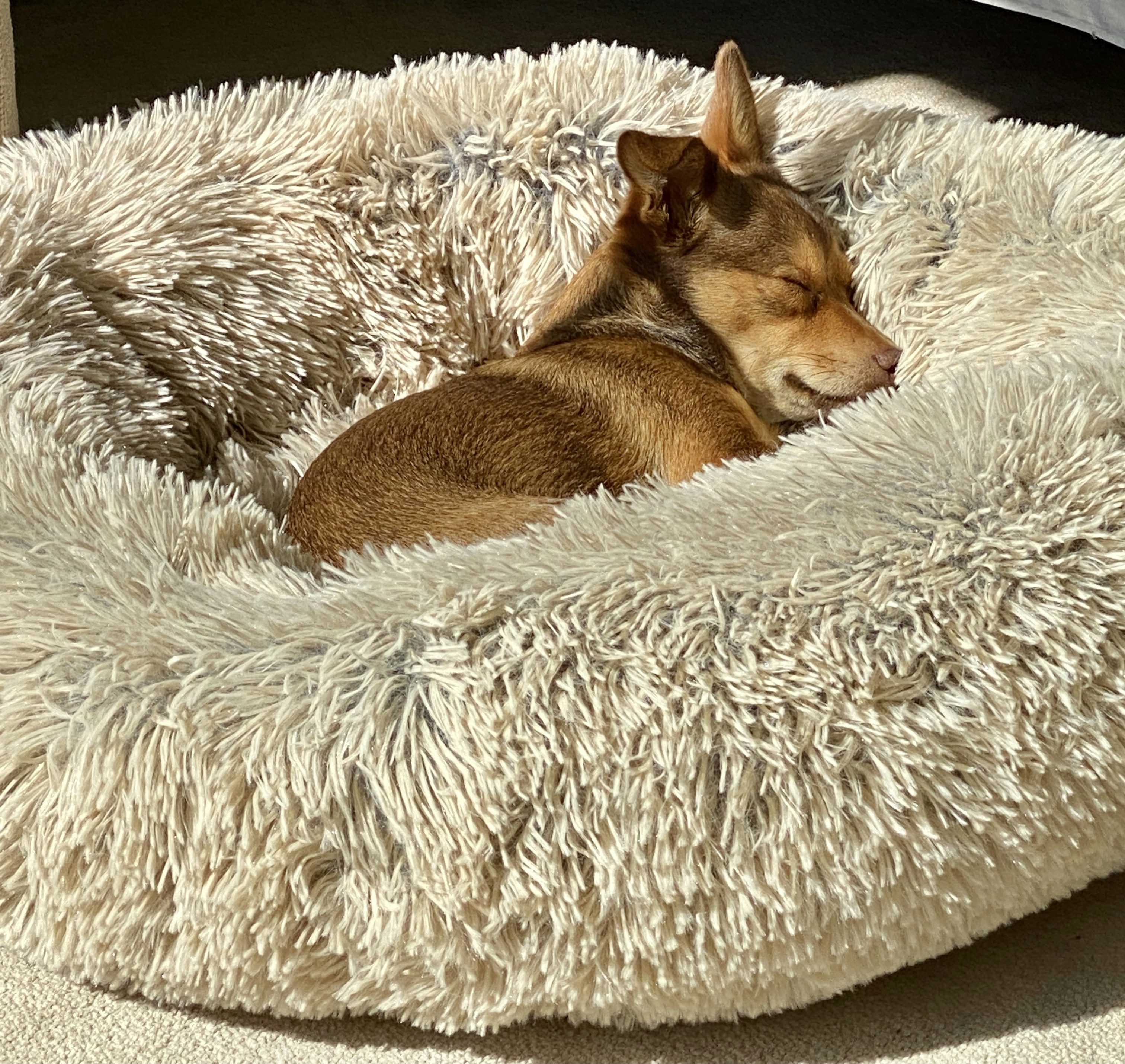 Cozy Plush Dog Bed