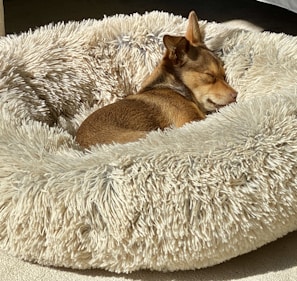 A cozy pet bed with a small dog curled up and sleeping peacefully.