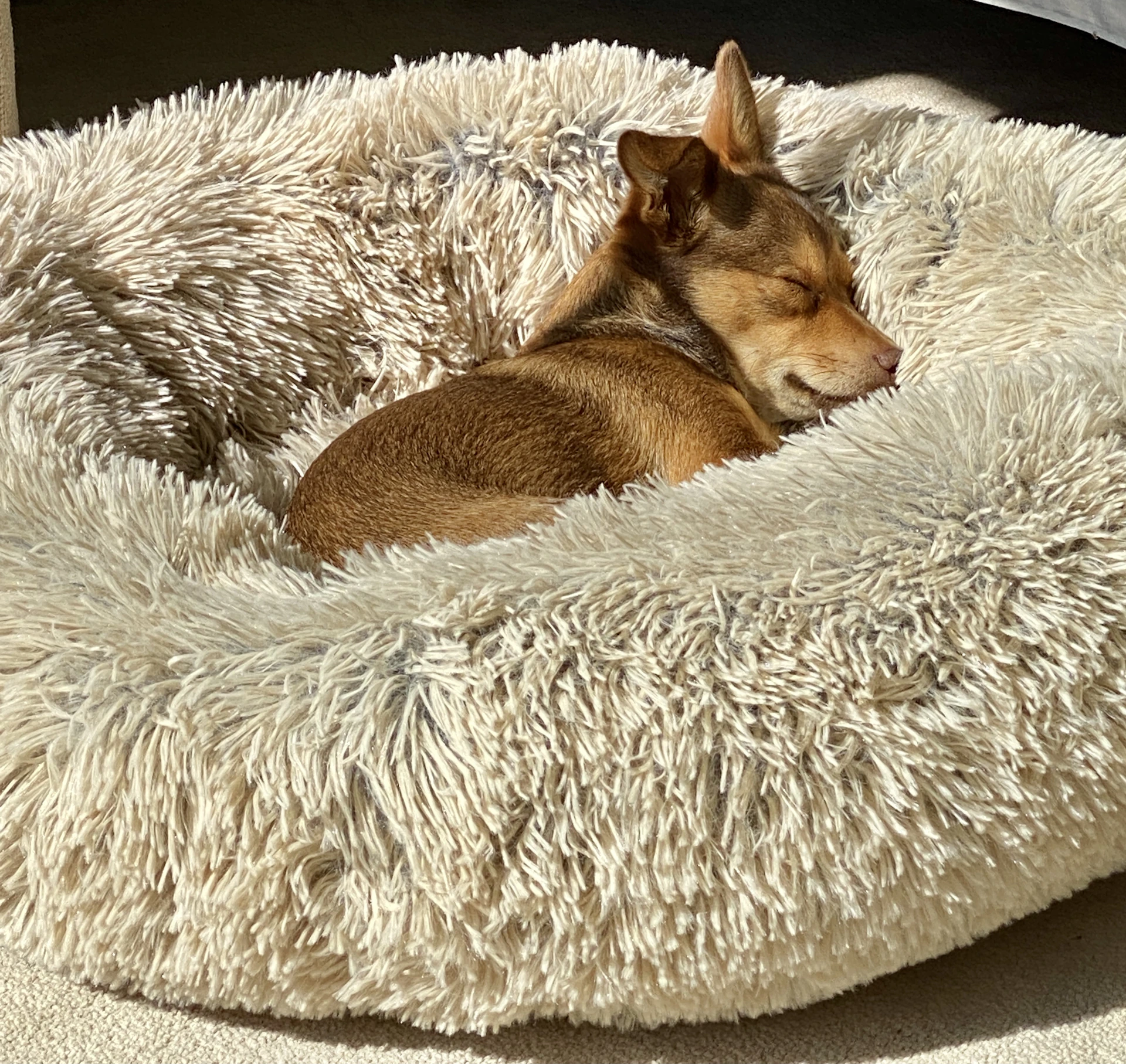 A cozy corner with a plush dog bed in light blue tones, featuring a happy small dog curled up and sleeping.