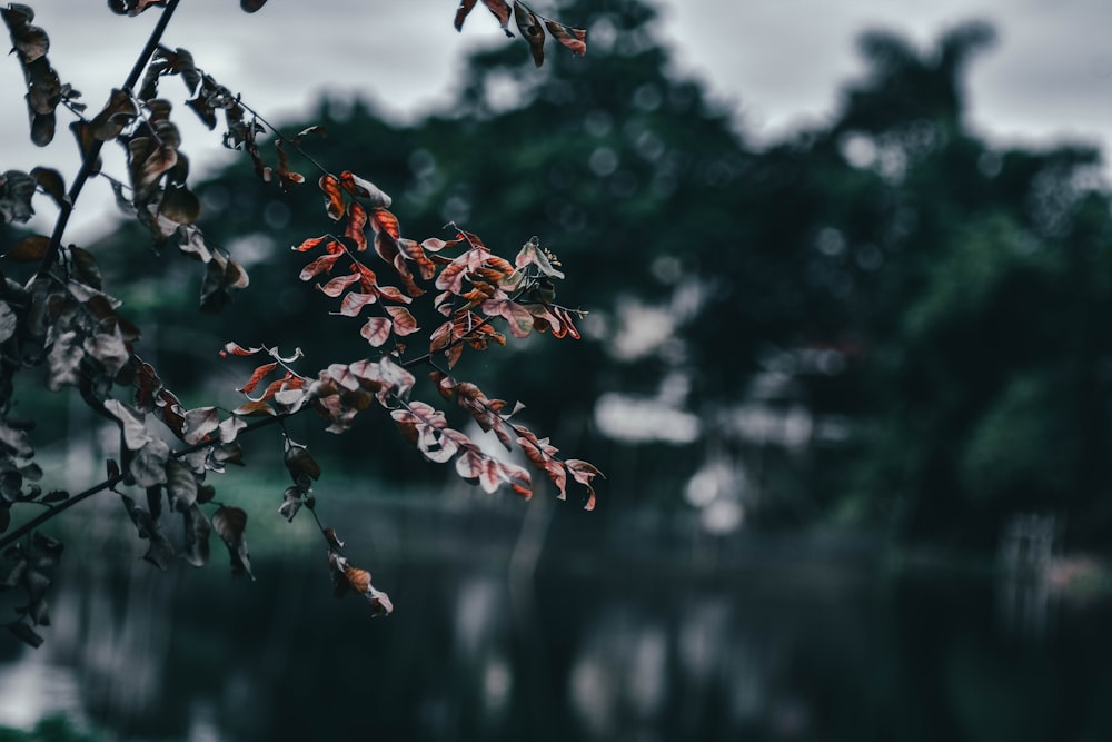 red and brown leaves on tree branch