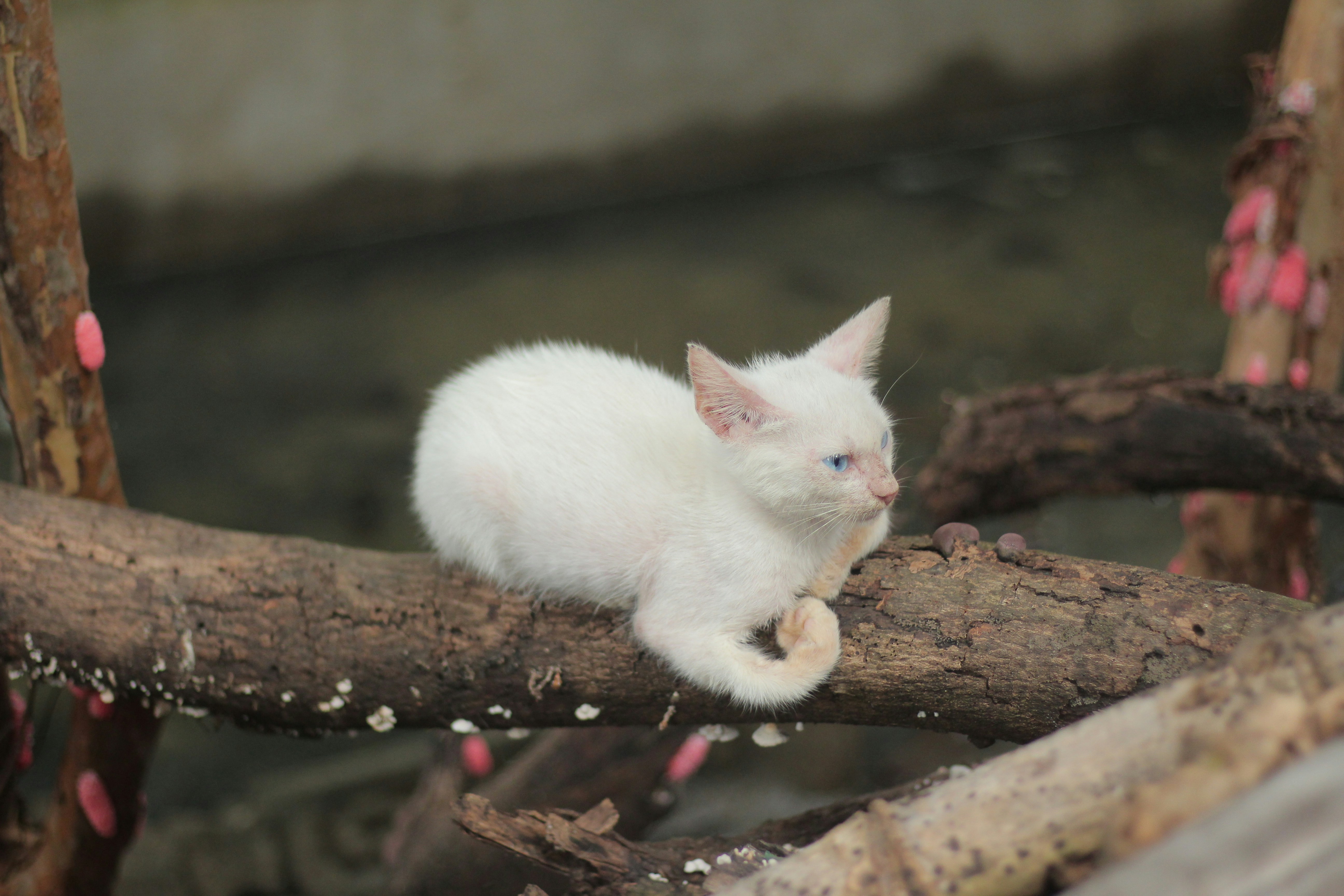 The Future of Feline Intelligence (image credits: unsplash)