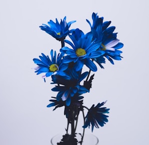 blue and white flowers on white background