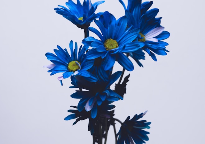 blue and white flowers on white background