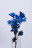 blue and white flowers on white background