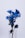 blue and white flowers on white background