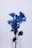 blue and white flowers on white background