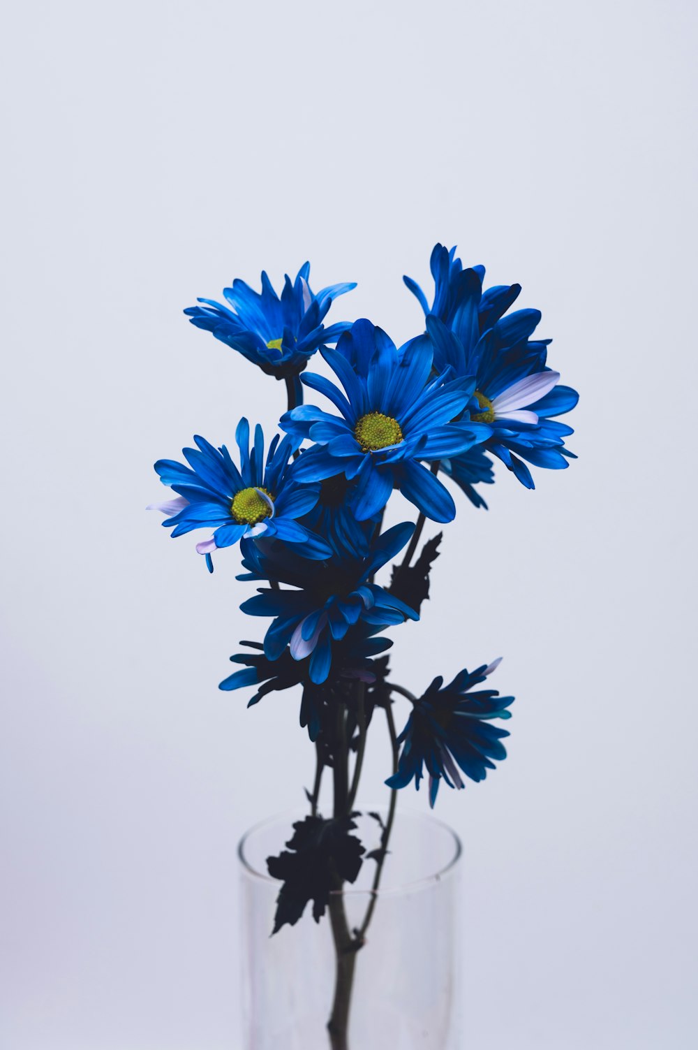 흰색 바탕에 파란색과 흰색 꽃