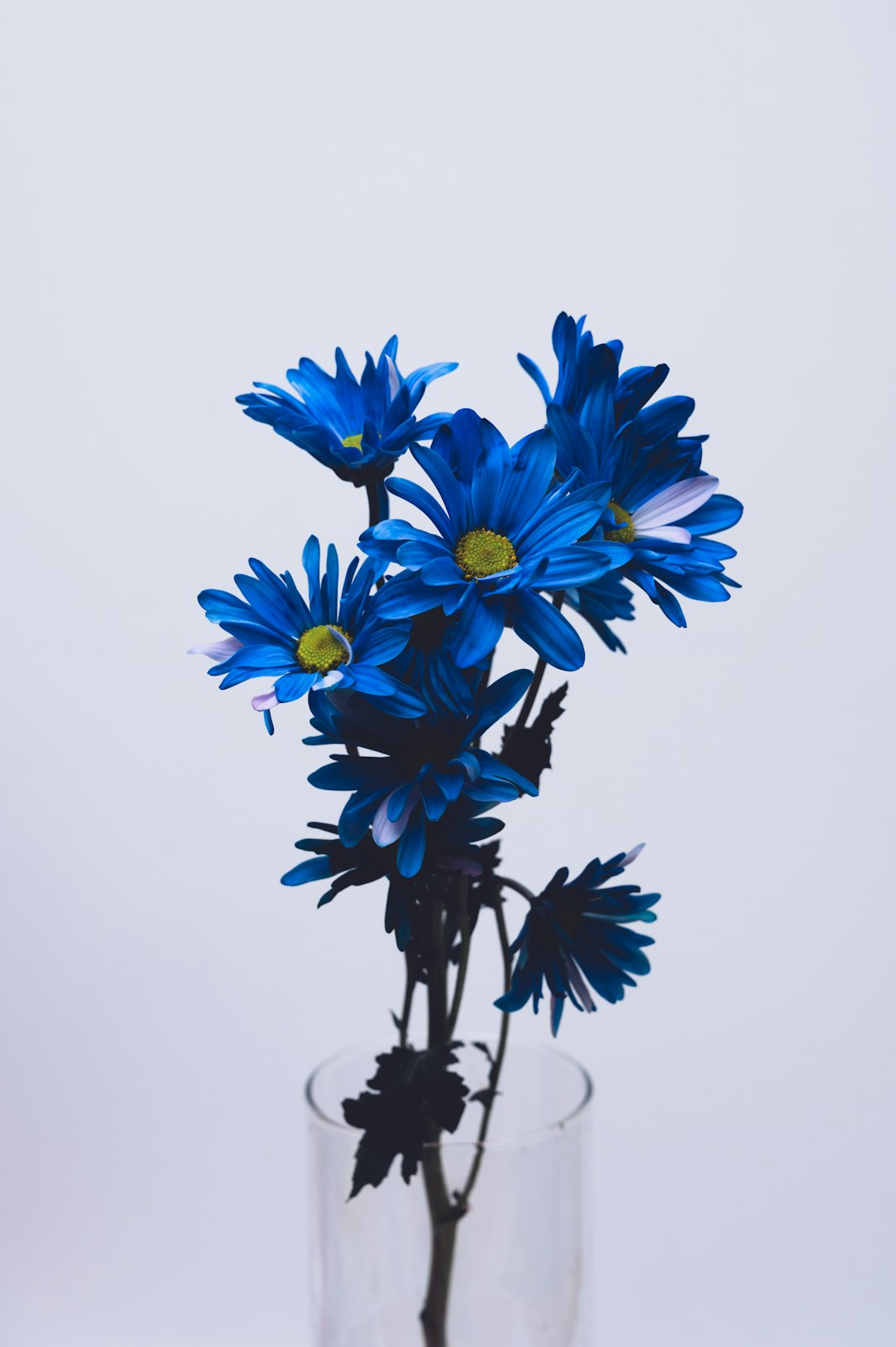 blue and white flowers on white background photo – Free Flower Image on