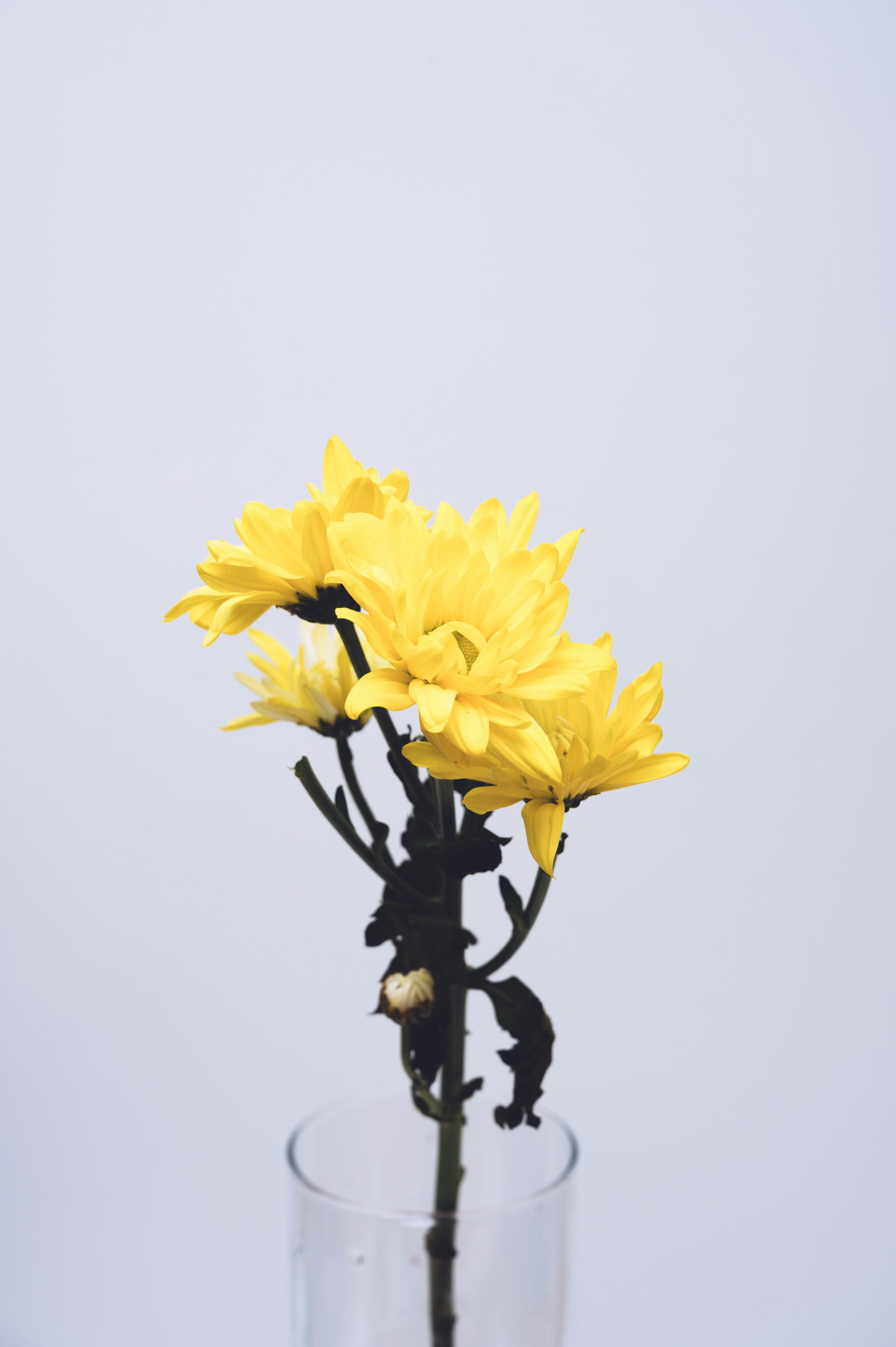 Narcissus bouquet as a holiday gift