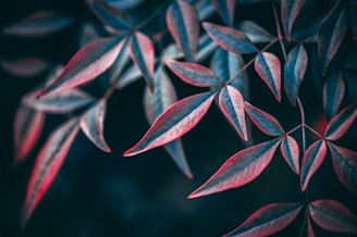 Close-up of vibrant color prints showcasing the quality of kumar printers' work.