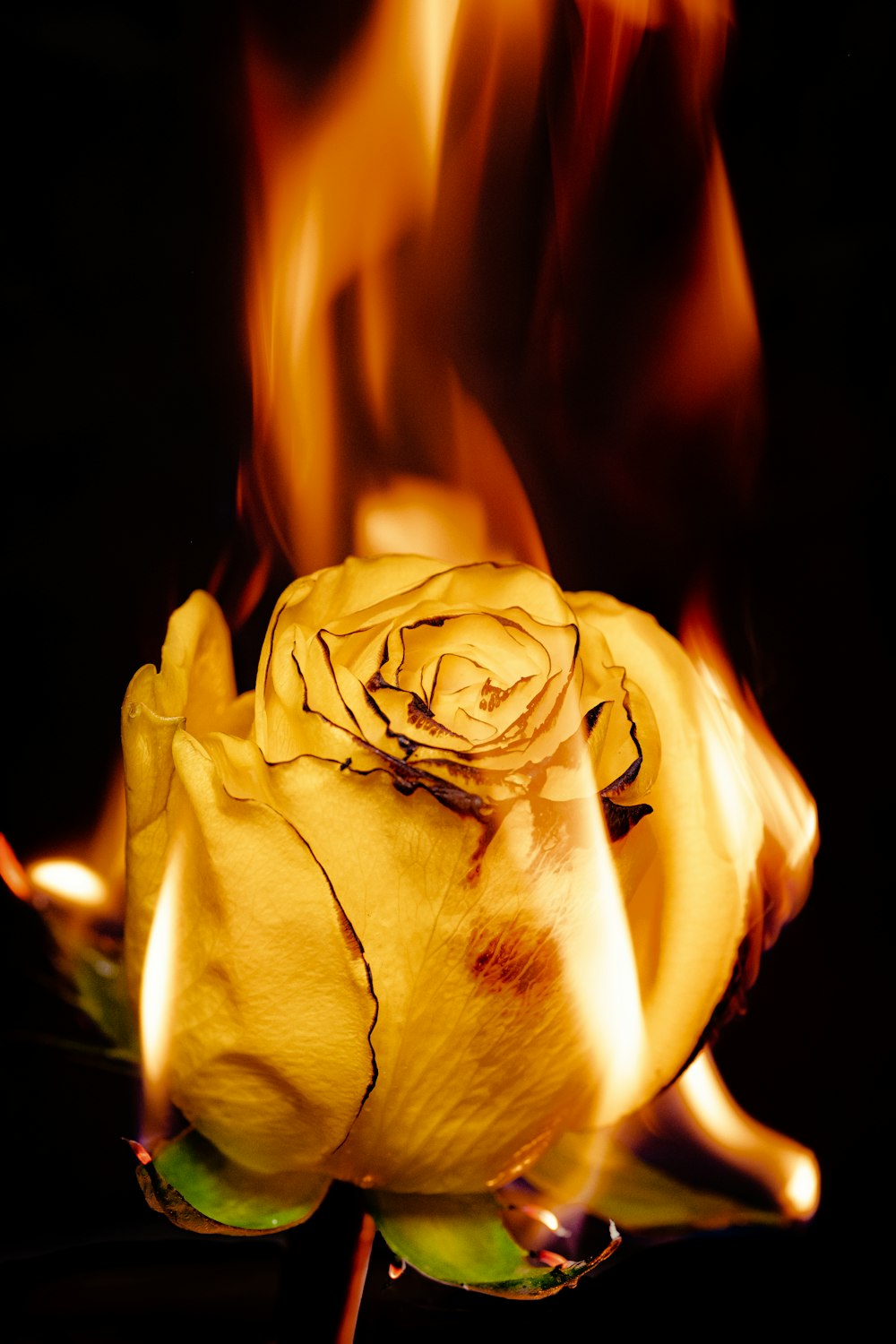 yellow rose in close up photography