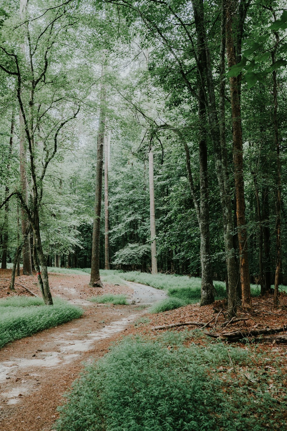 pathway between trees during daytime