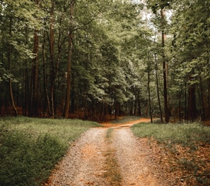 brown dirt road between green grass and trees during daytime