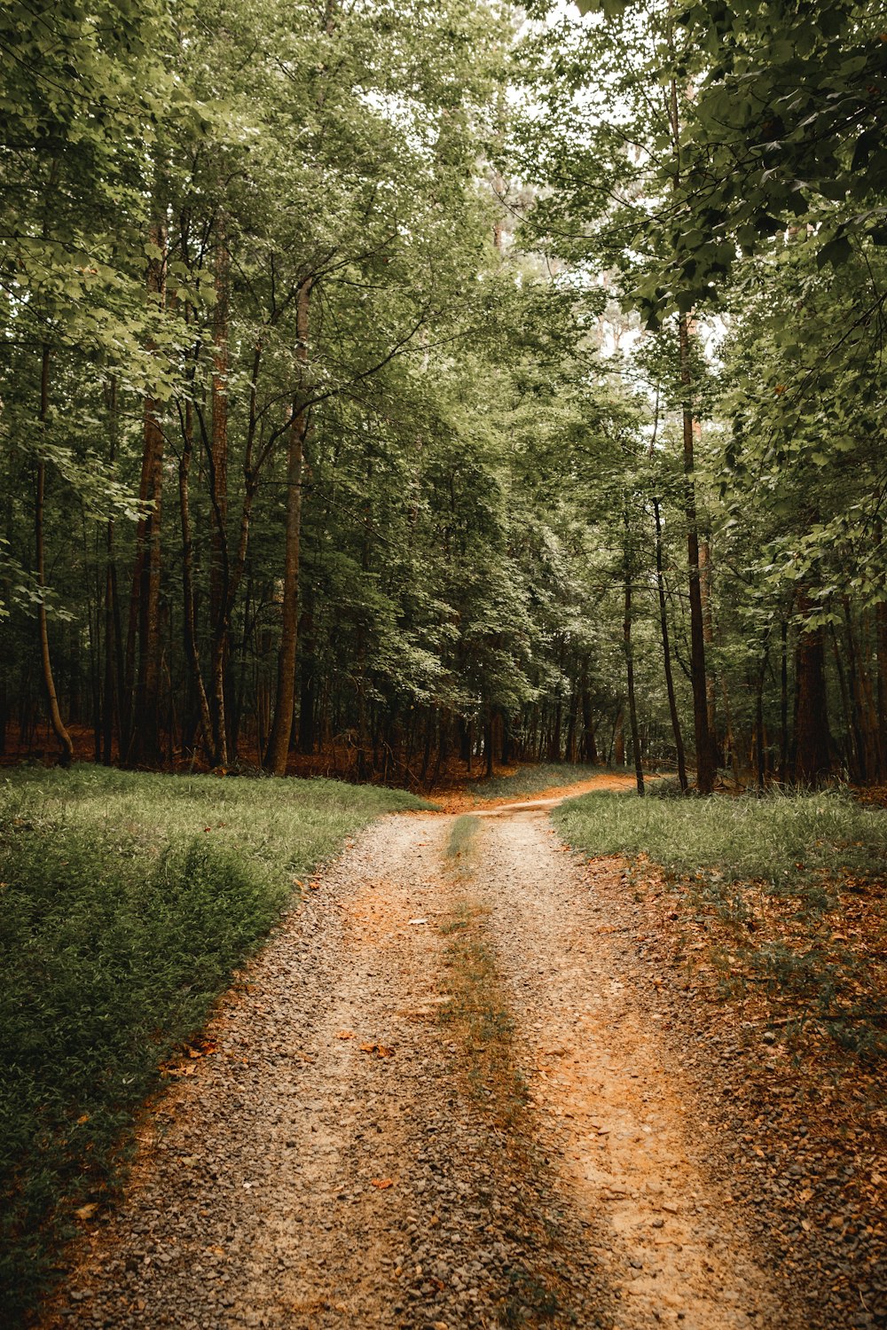 brauner Feldweg zwischen grünem Gras und Bäumen tagsüber