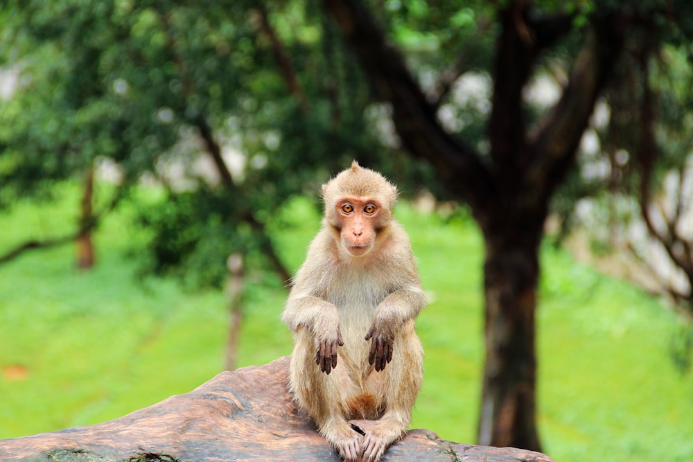 brown monkey sitting on brown rock during daytime