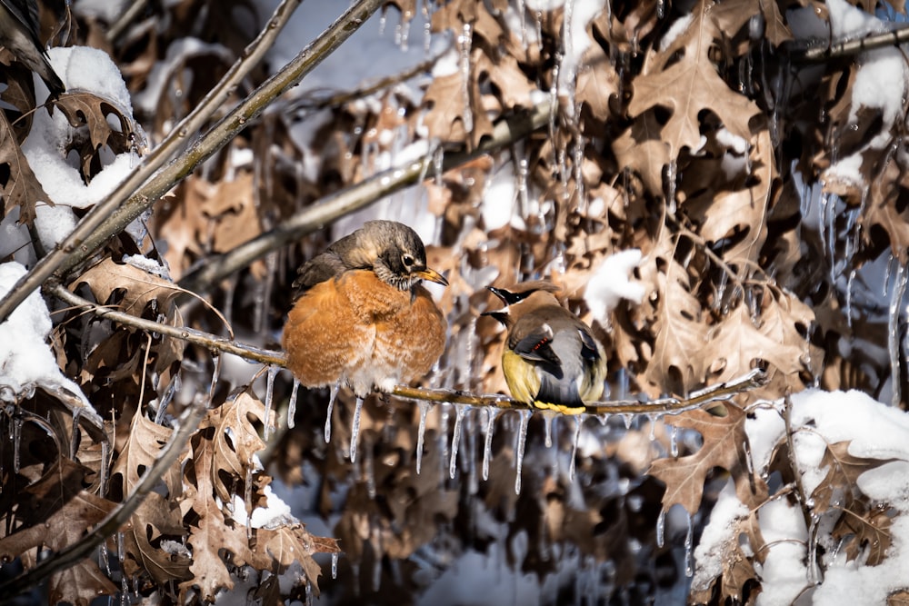 brown and black bird on brown tree branch during daytime