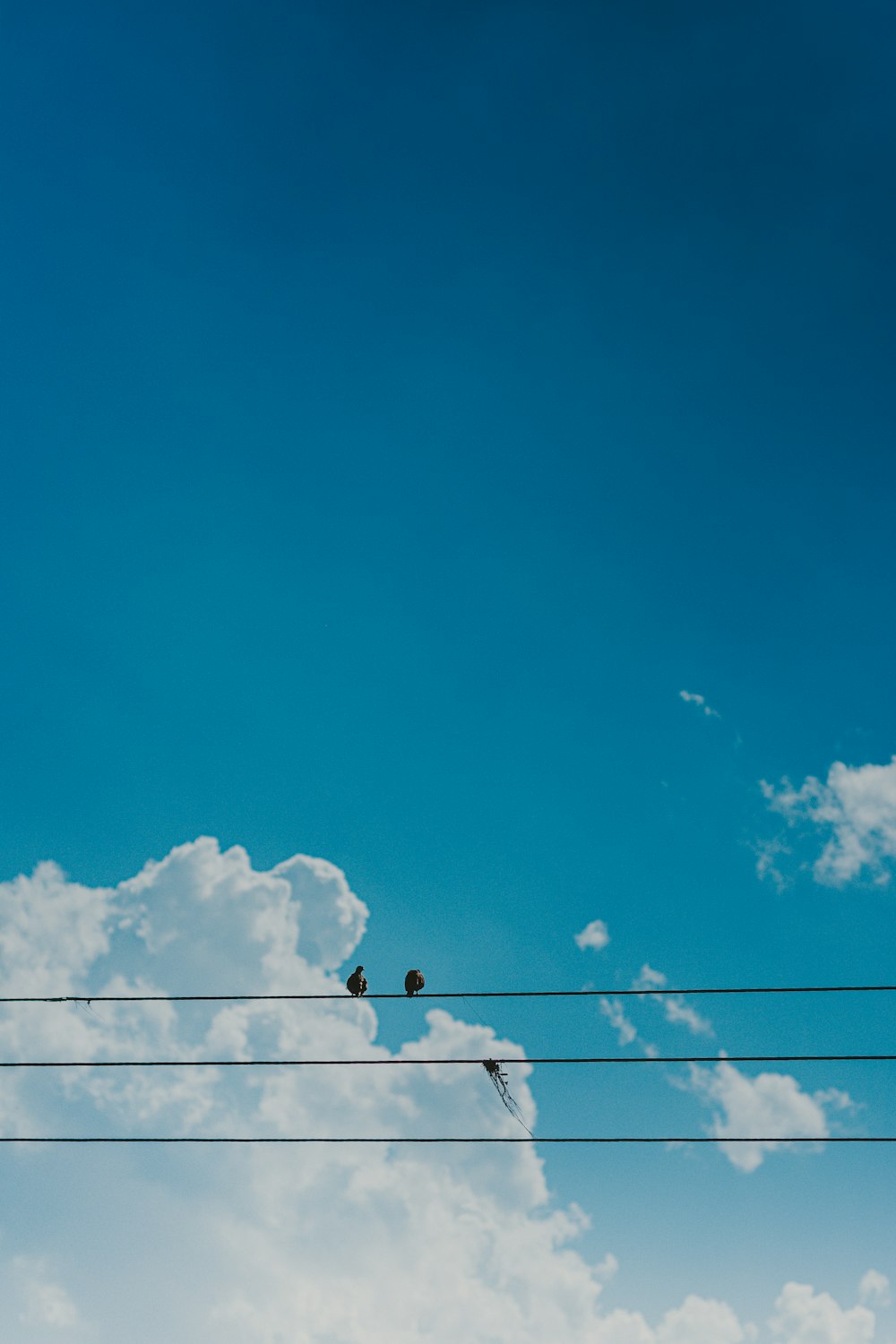 Schwarze elektrische Drähte unter blauem Himmel während des Tages