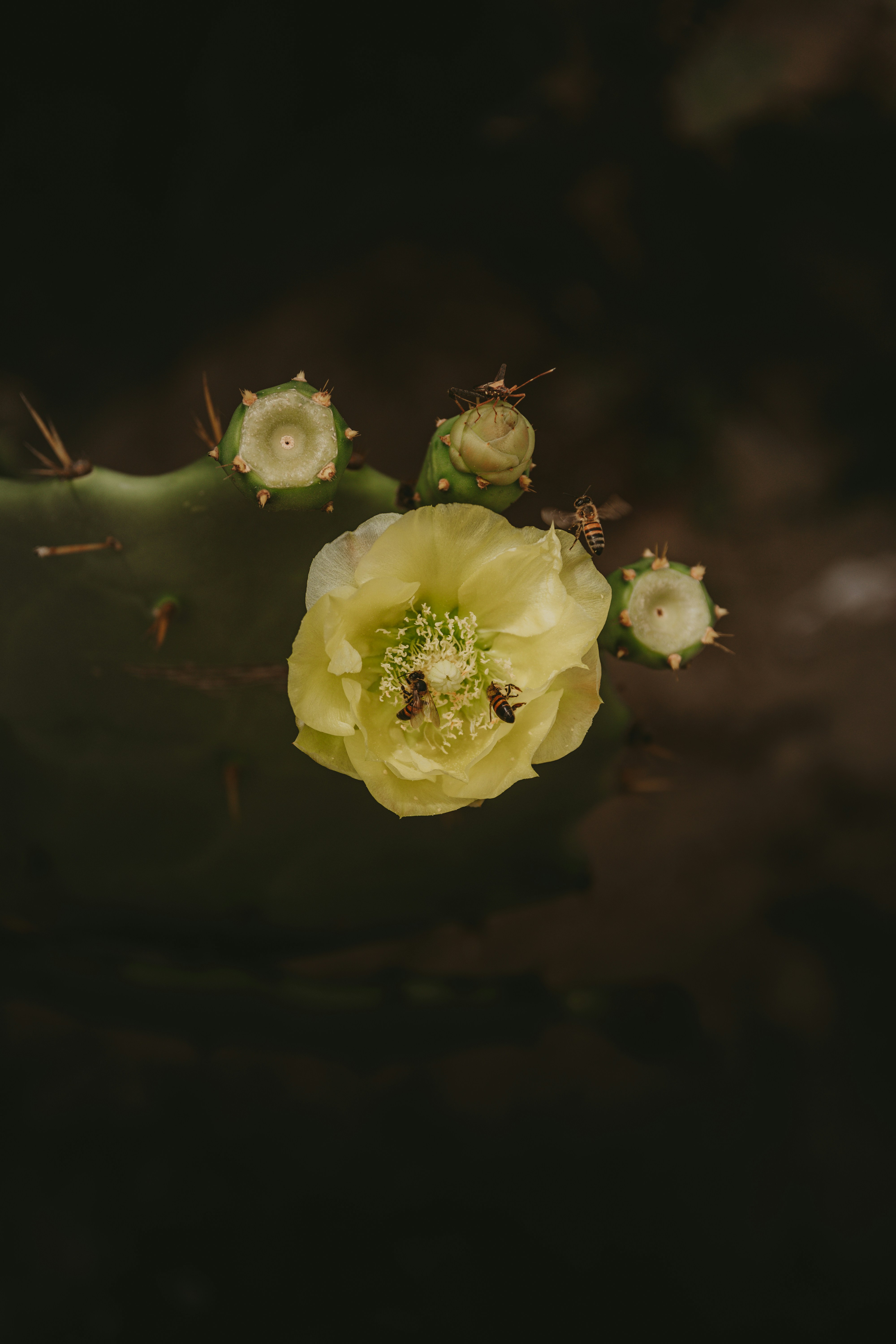 yellow flower in tilt shift lens
