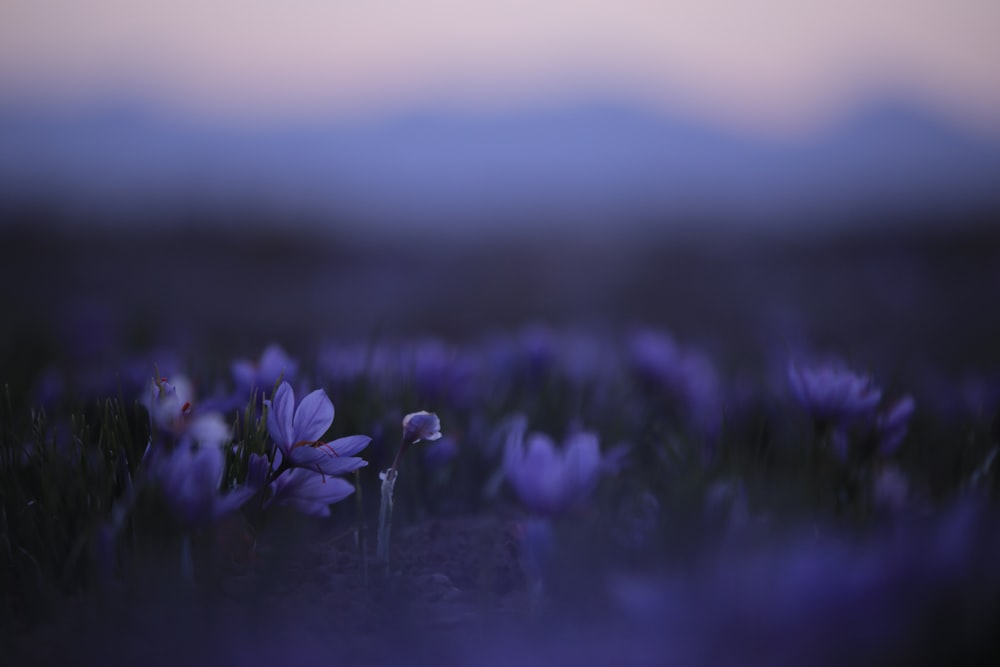 fleur violette dans une lentille à bascule