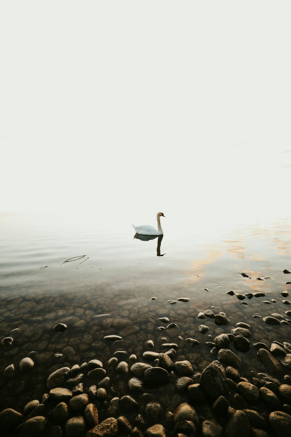 white swan on body of water during daytime