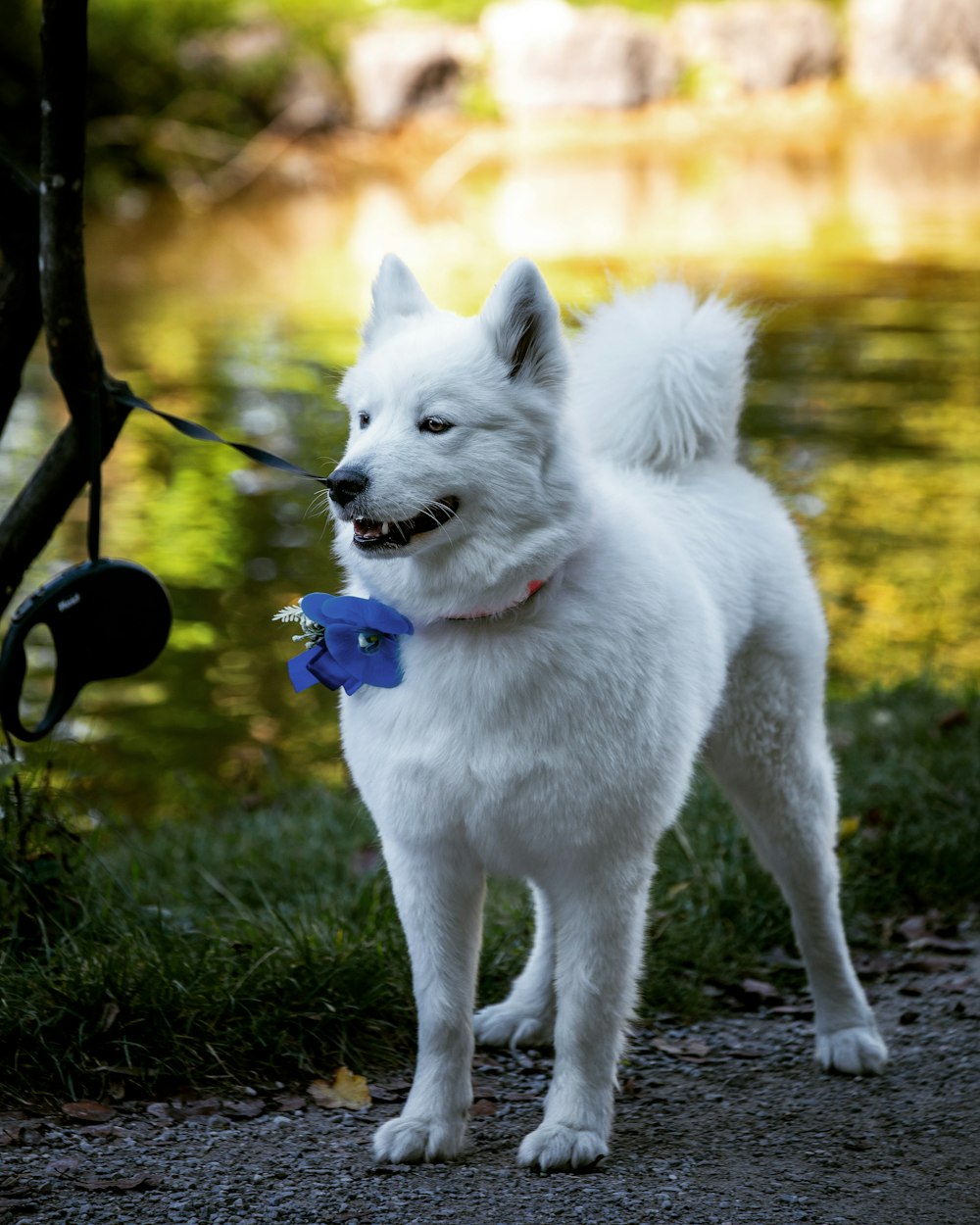 white short coated dog with blue collar