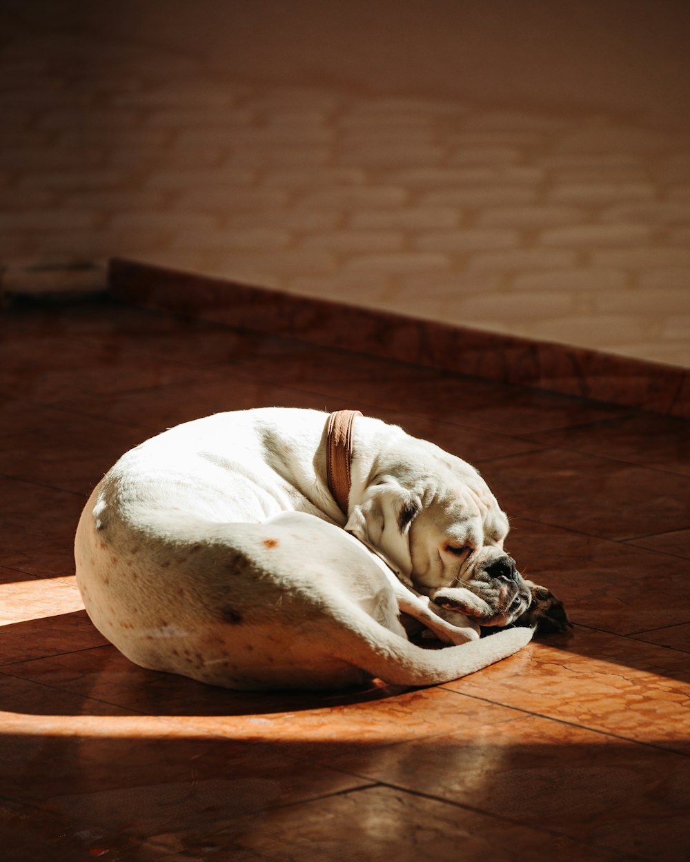 white and brown short coated dog lying on brown wooden floor