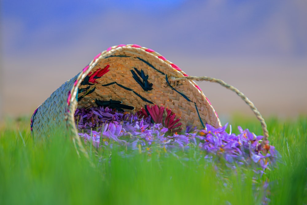 brown and blue hat on purple flower field during daytime