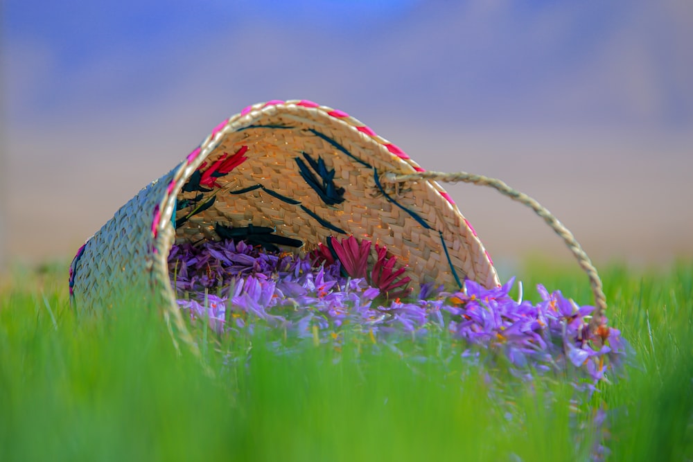 chapeau marron et bleu sur le champ de fleurs pourpres pendant la journée