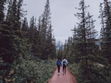 A couple walks hand in hand down a forested path surrounded by tall evergreen trees, with a mountain visible in the distance. The scene is serene and peaceful, suggesting a connection with nature and adventure.