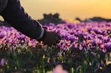 A hand gently harvesting bright echinacea flowers for herbal remedies.