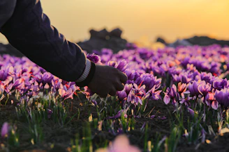 Hands gently harvesting fresh flowers at dawn in the peaceful countryside.