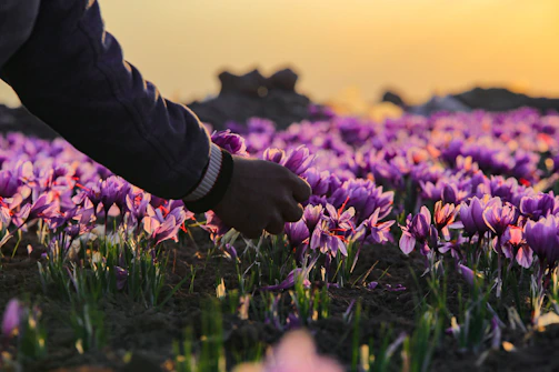 Hands gently harvesting fresh flowers at dawn in the peaceful countryside.