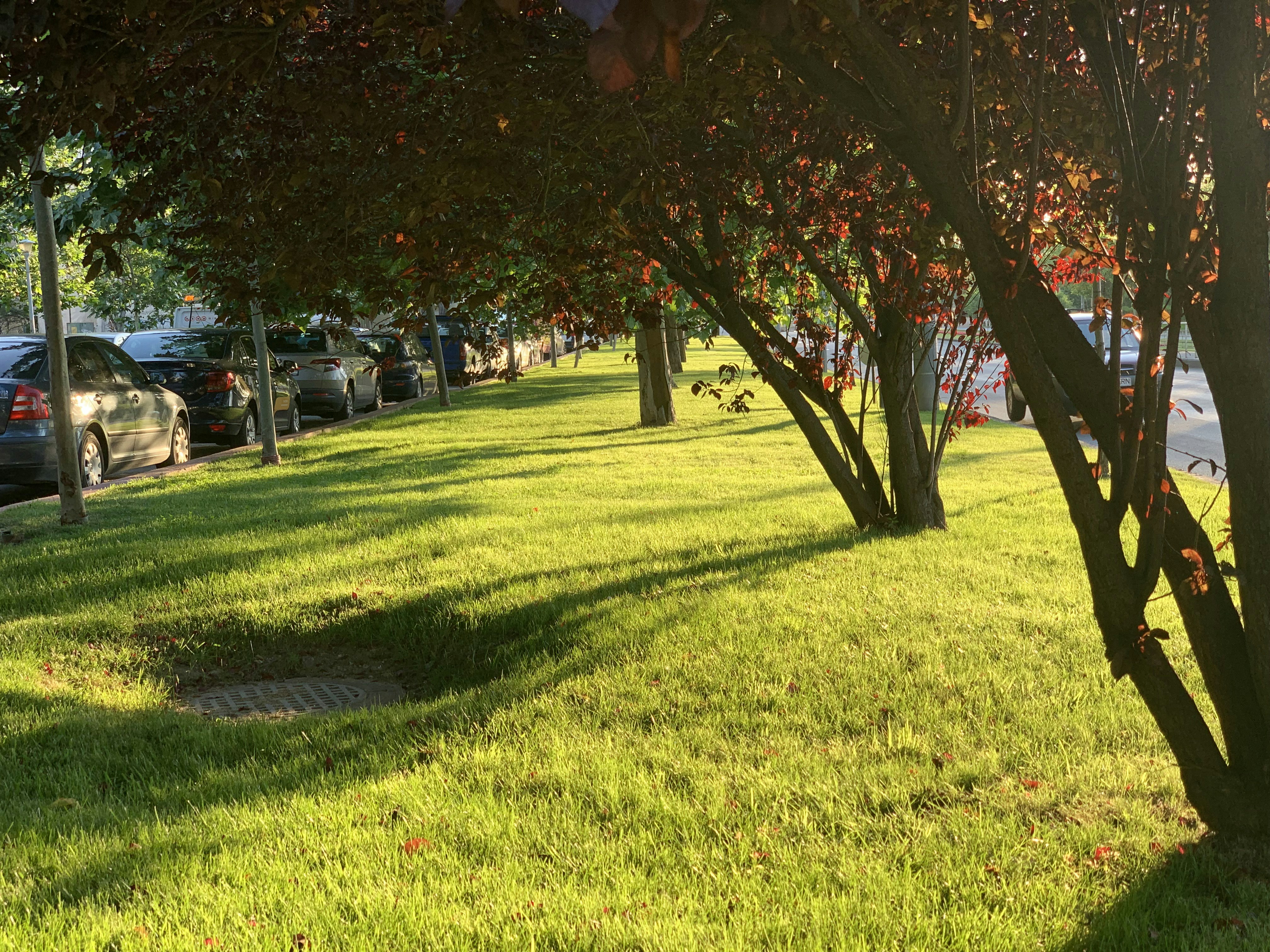 Transform Your Lawn: The Ultimate Guide to Using Mulch for Lawn Health