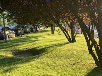 brown tree on green grass field during daytime