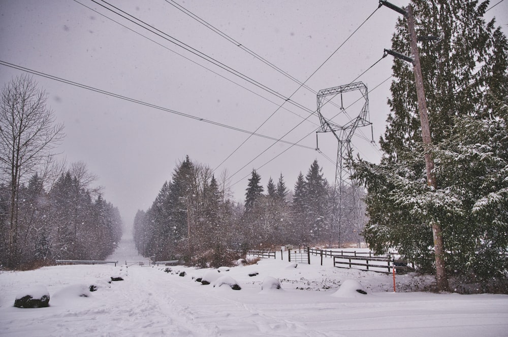 snow covered trees and road during daytime