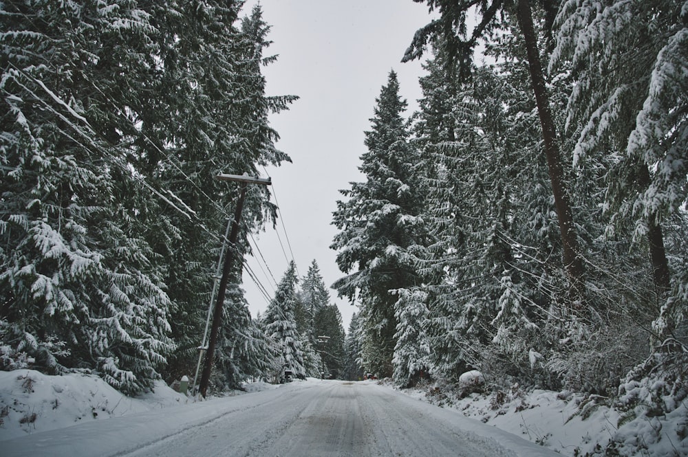 snow covered road between green trees during daytime