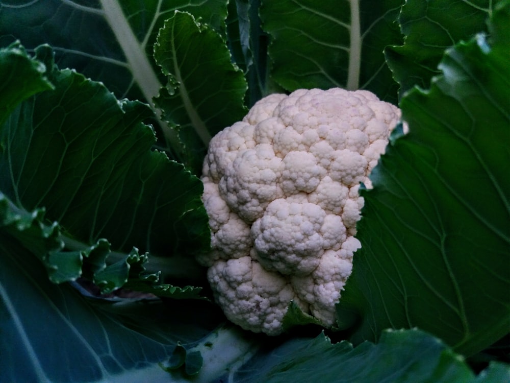 white cauliflower on green leaves