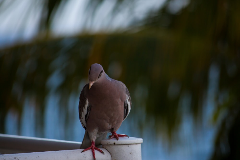 a pigeon sitting on top of a white pole