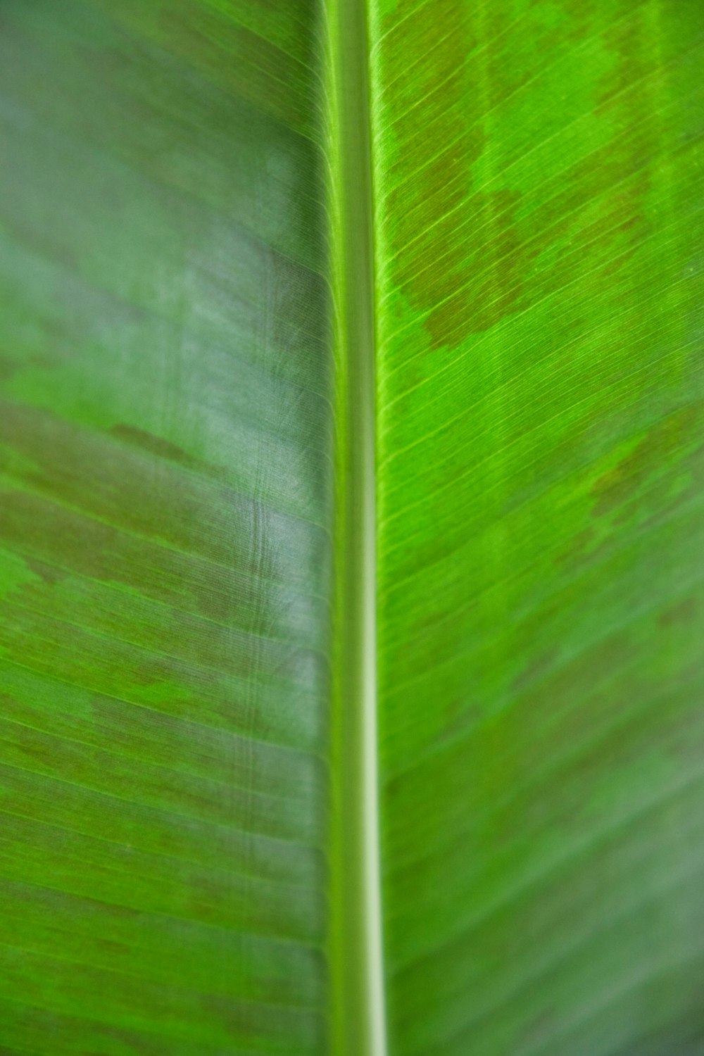 green and white striped textile