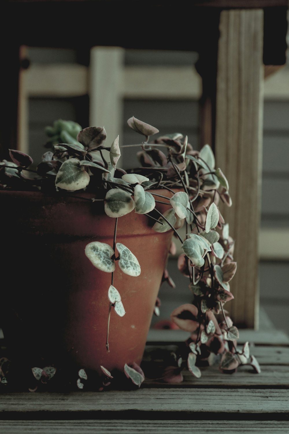 green and brown plant on brown clay pot