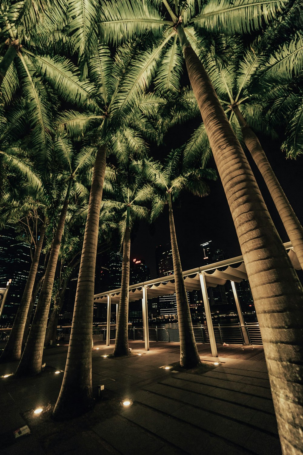 palm trees near brown wooden fence during night time
