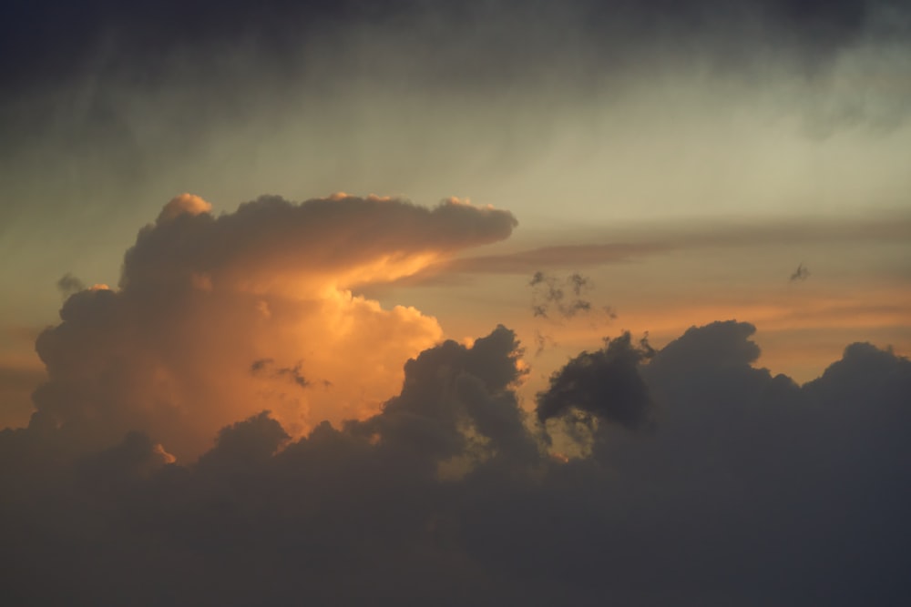 silhouette of trees during sunset