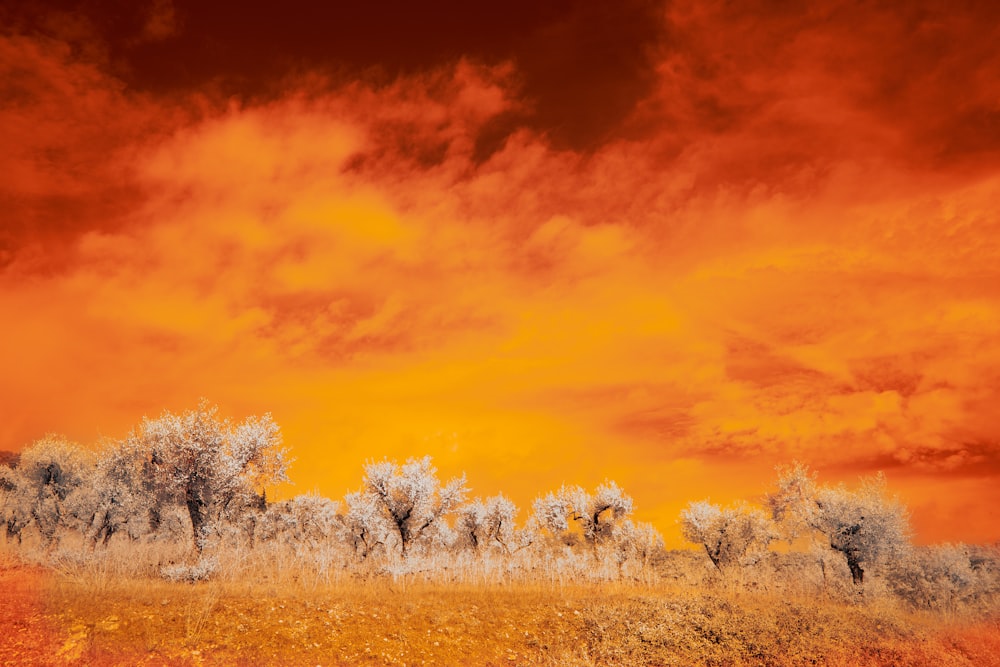 white trees under blue sky during daytime